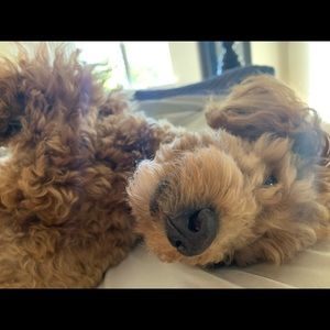 Meet your Posher, Jason